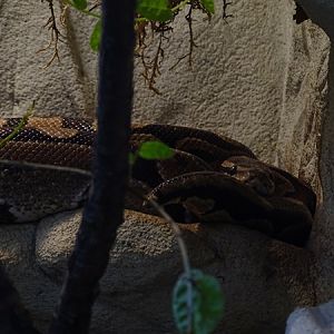 Ball python (Python regius)