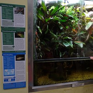 Raubtierhaus: Mixed species terrarium