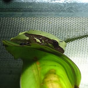 Hourglass tree frog (Dendropsophus ebraccatus)