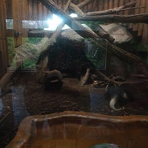 Raubtierhaus: Tamadua enclosure (formerly lions)