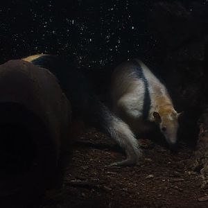 Southern tamandua (Tamandua tetradactyla)