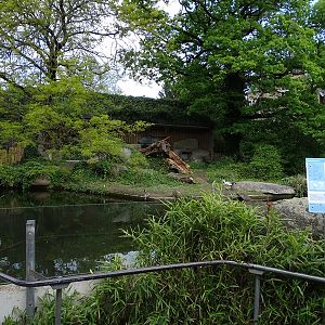 Upland goose enclosure (formerly lions)