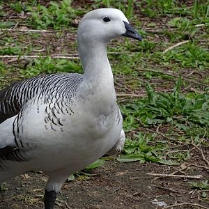 Upland goose (Chloephaga picta)