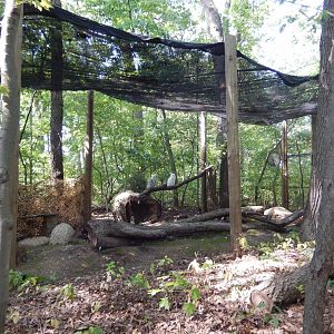 9/13/2024 - Snowy Owl Aviary