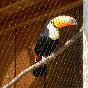 9/13/2024 - Toco Toucan
