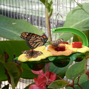 9/13/2024 - Monarch & Common Buckeye Butterflies