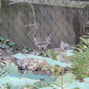 9/13/2024 - Late Morning Nap