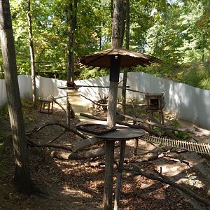 9/13/2024 - Red Panda Habitat