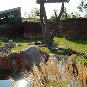 9/13/2024 - Pygmy Hippo Habitat (Left Half)
