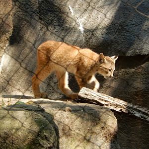 9/13/2024 - Canadian Lynx Kitten