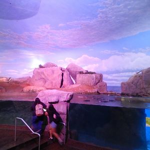 9/13/2024 - Magellanic Penguin Habitat