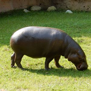 9/13/2024 - Pygmy Hippo