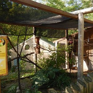 9/13/2024 - Toco Toucan Aviary