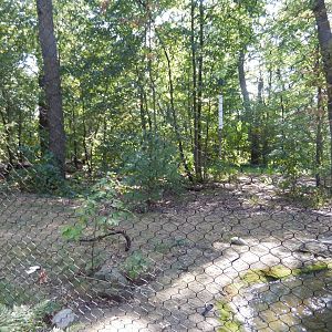 9/13/2024 - Larger Amur Tiger Habitat