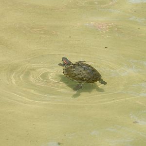 9/13/2024 - Red-Eared Slider