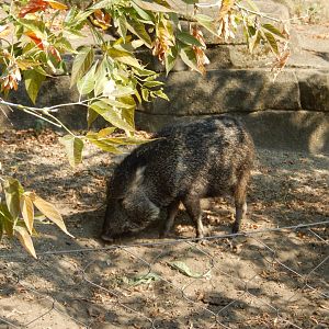 9/13/2024 - Chacoan Peccary