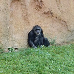 9/13/2024 - Chimpanzee