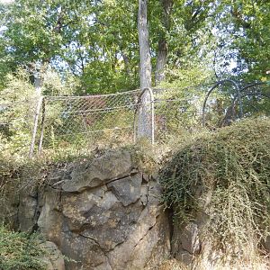 9/13/2024 - Amur Tiger Mesh Tunnel