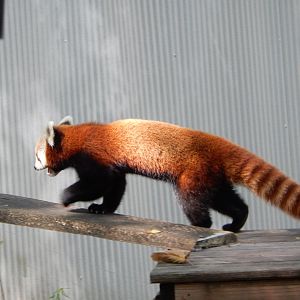 9/13/2024 - Red Panda
