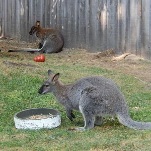 9/13/2024 - Bennett's Wallabies