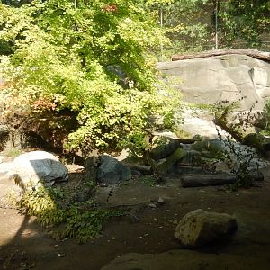 9/13/2024 - Brown Bear Exhibit