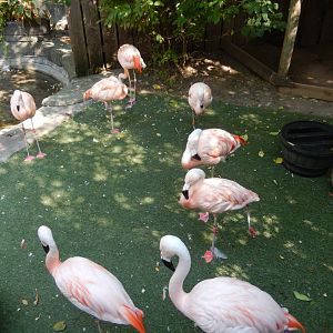 9/13/2024 - Chilean Flamingos