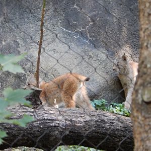 9/13/2024 - Canadian Lynx Kittens