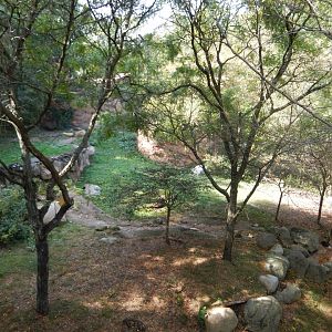 9/13/2024 - Lions of Lake Manyara (Upper View)