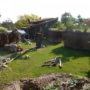 9/13/2024 - Pygmy Hippo Habitat