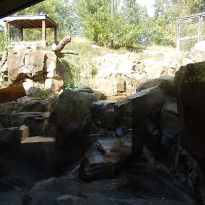 9/13/2024 - Amur Tiger Habitat