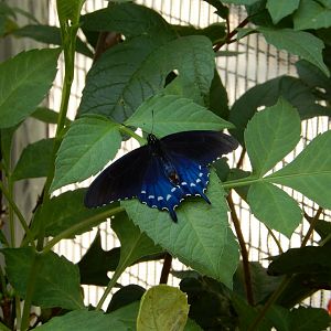 9/13/2024 - Eastern Tiger Swallowtail Butterfly (?)