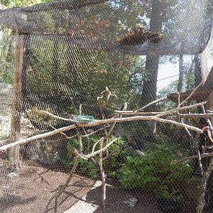 9/13/2024 - Von der Decken's Hornbill Aviary