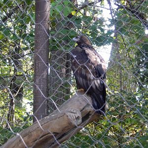 9/13/2024 - Golden Eagle