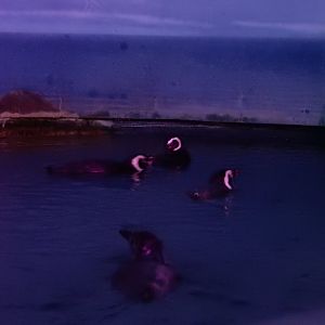 9/13/2024 - Magellanic Penguins