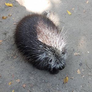 9/13/2024 - North American Porcupine