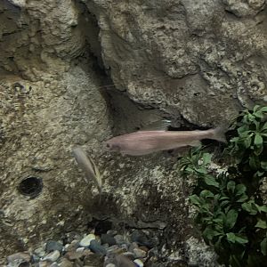 9/13/2024 - Arctic Grayling