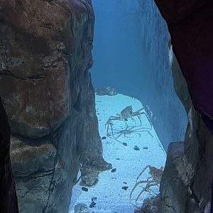 9/13/2024 - Japanese Giant Spider Crab Tank