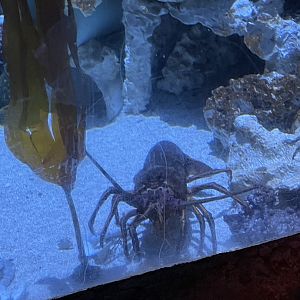 9/13/2024 - Spiny Lobster