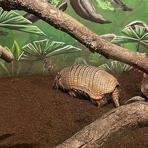 9/13/2024 - Six-Banded Armadillo