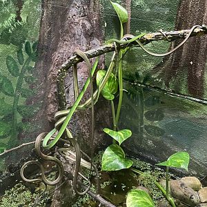 9/13/2024 - River Vine Snake