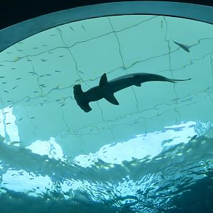 Scalloped Hammerhead Shark (Sphyrna lewini)