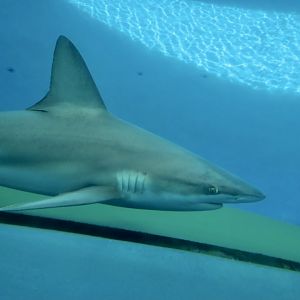 Sandbar Shark (Carcharhinus plumbeus)