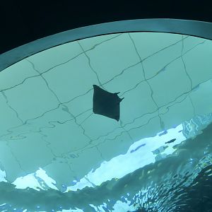 Lesser Devil Ray (Mobula hypostoma)