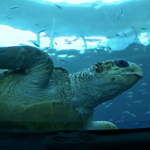 Loggerhead Sea Turtle (Caretta caretta)