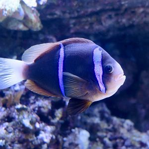 Orangefin Anemonefish (Amphiprion chrysopterus)