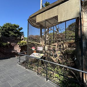 Common Marmoset Exhibit