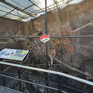 De Brazza’s Monkey Exhibit #1