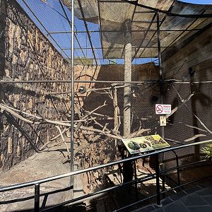 Greater Spot-nosed Monkey Exhibit