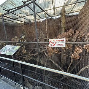 Wolf’s Mona Monkey Exhibit #1