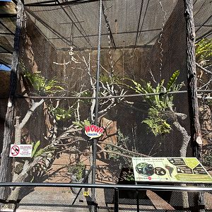 White-lipped Tamarin Exhibit